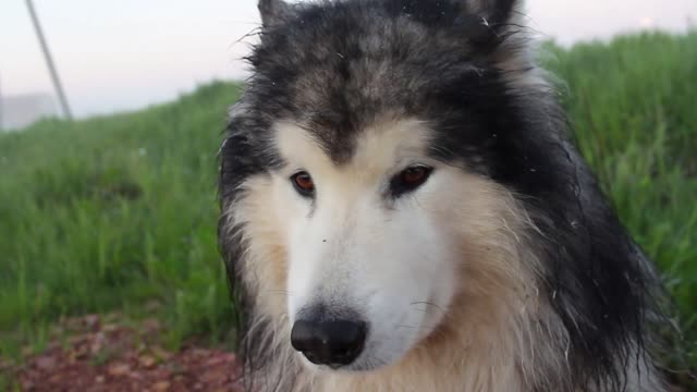 Two Cute Black & white Dogs video