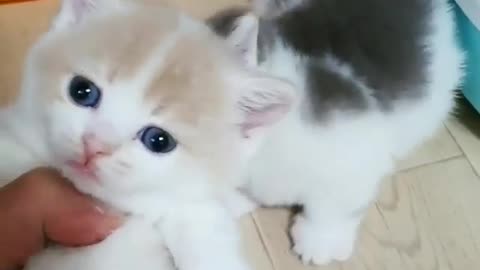 Super cute cats22