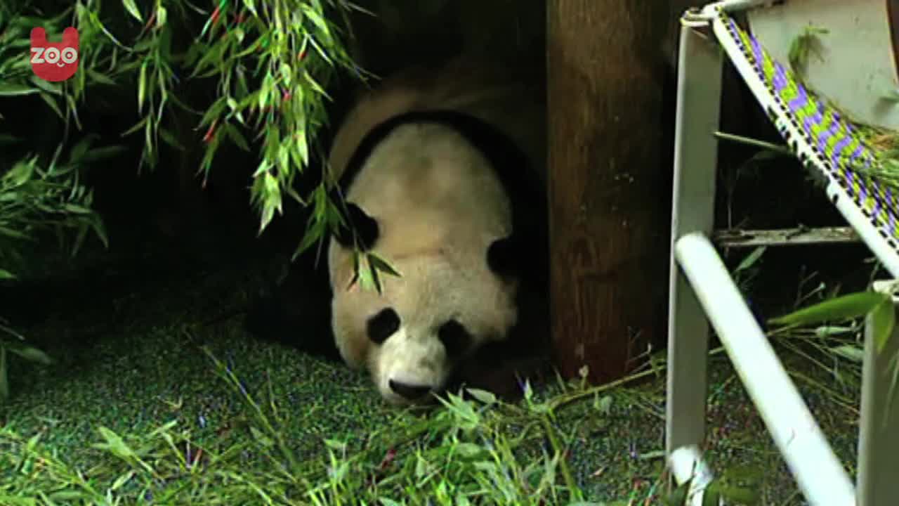 Possibly Pregnant Panda