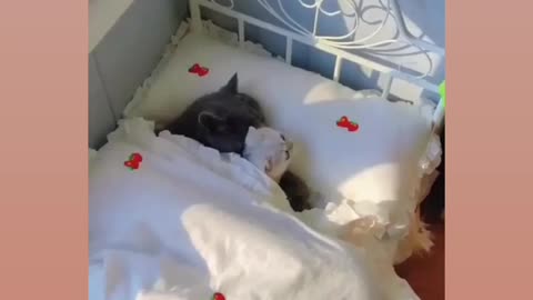 Sooo cute 😍🥰 ca t