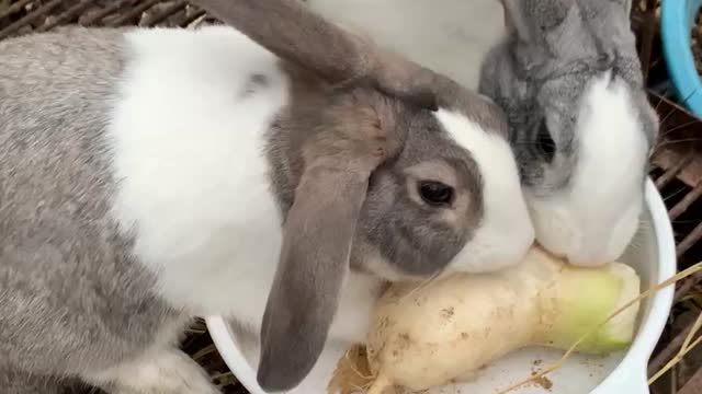 A really cute rabbit is eating!