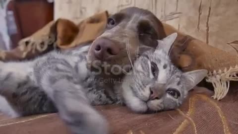 Dog and cat are friendly