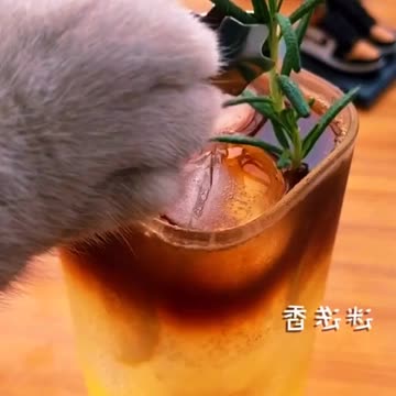 This Must Be The Best Lemonade