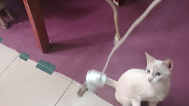 Cat doing funny and fail moment/new version trending