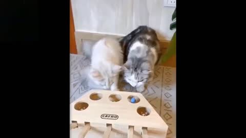 funny & smart cats