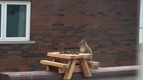 Squirrel Shows off Perfect Table Manners