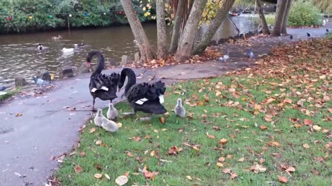 swan family