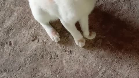 Funny cat