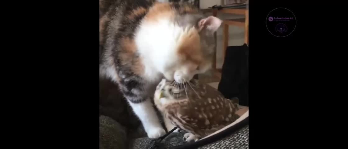 Cat kissing an owl puppy😻