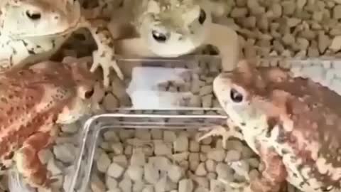 These animals are full of enthusiasm, keep you entertained