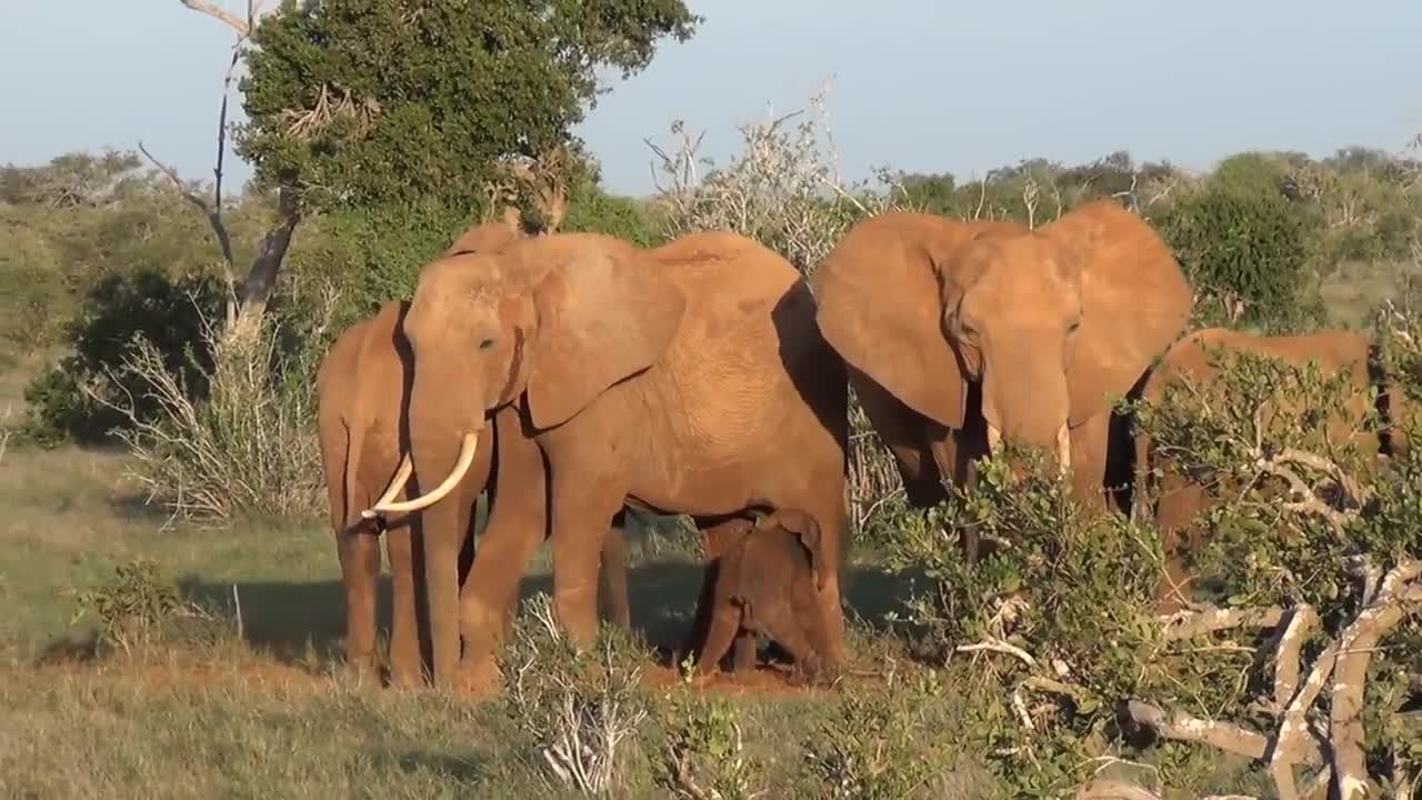 Elephant giving birth