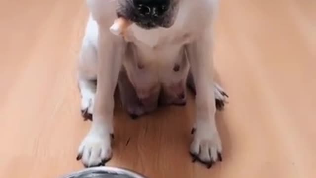 dog funny animal videos,cutevideos,cute