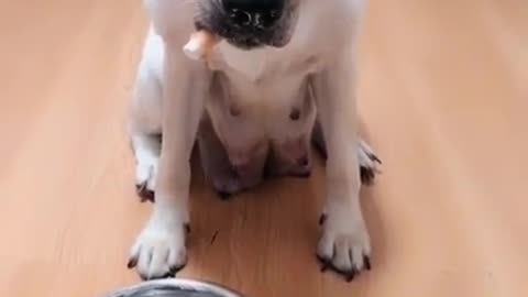 dog funny animal videos,cutevideos,cute