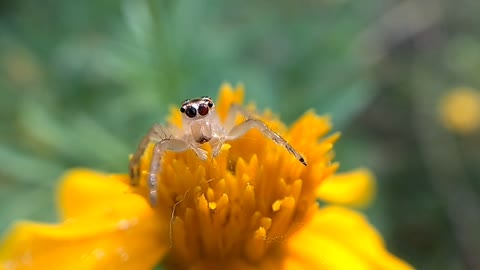 Macro Video Shot