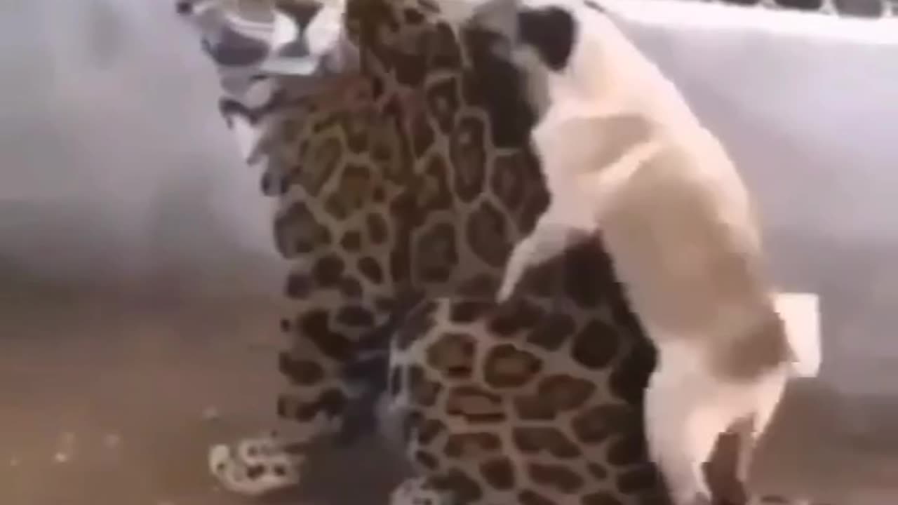 Funny animals