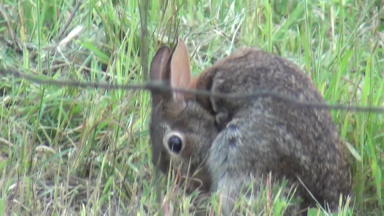 Funny And Cute "Bunny Rabbit"