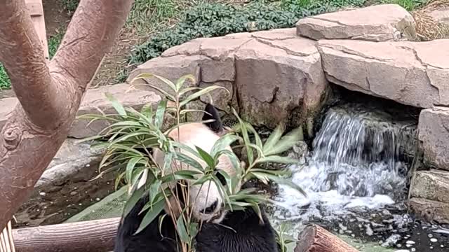 Cute panda eating