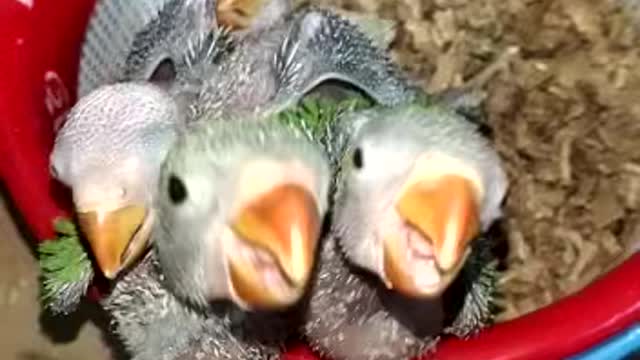 Chicks of parrot