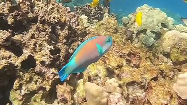 oceanlover#underwater