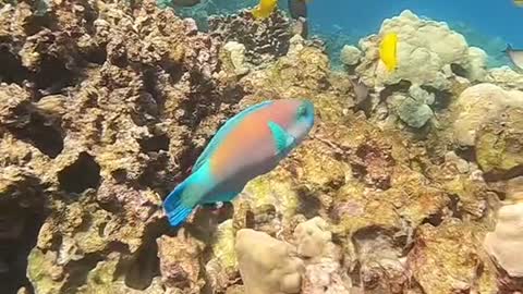 oceanlover#underwater