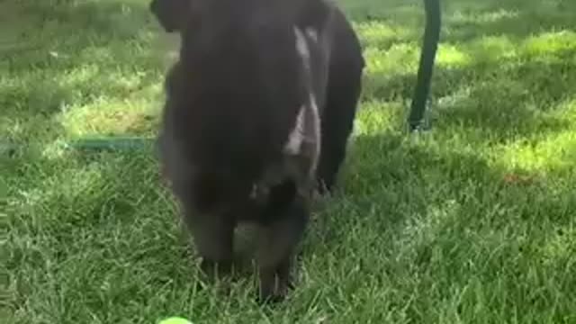 Dog Plays with butterflies