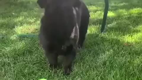 Dog Plays with butterflies