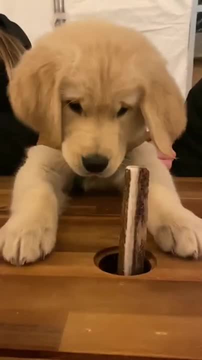 DOG ATTACKS R.C CAR!