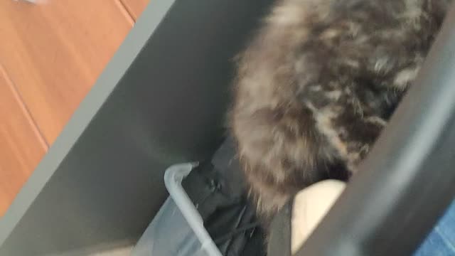 The kitten pulls up on the chair!