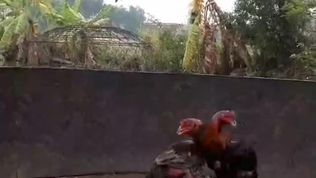 Two fighting chickens