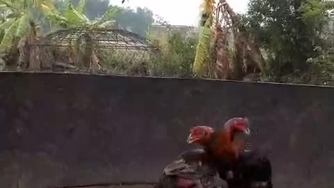 Two fighting chickens