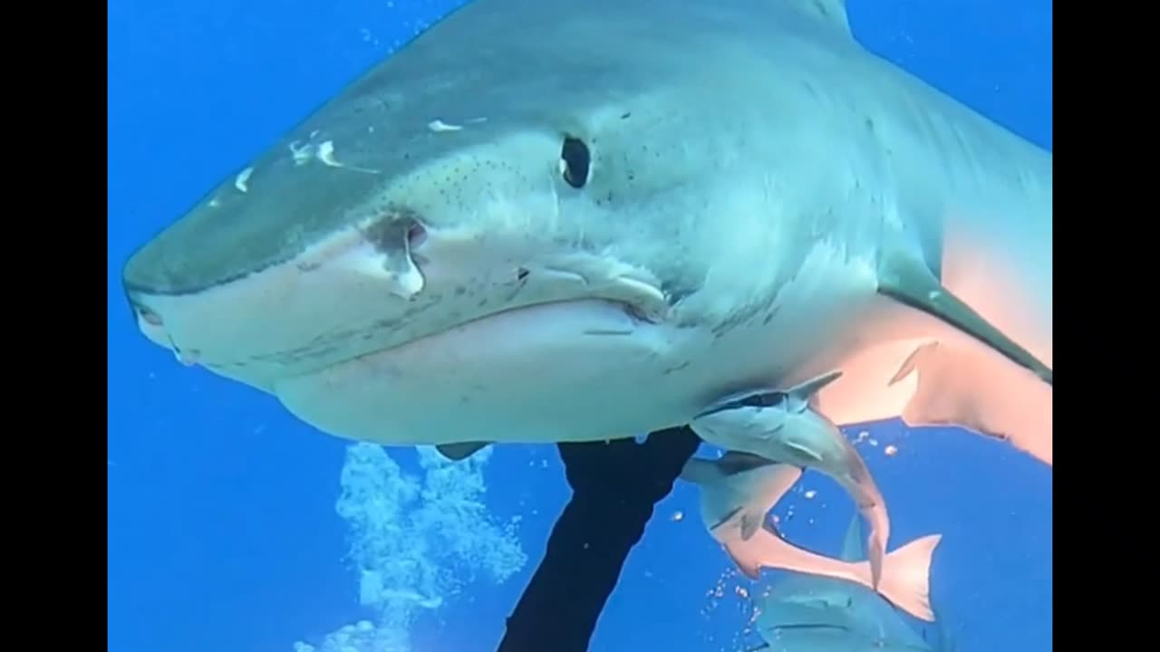 Tiger Shark high pass