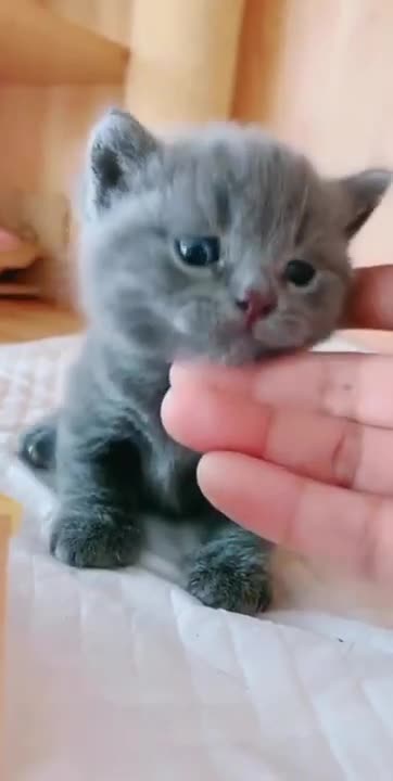 Cute Kitten Meowing
