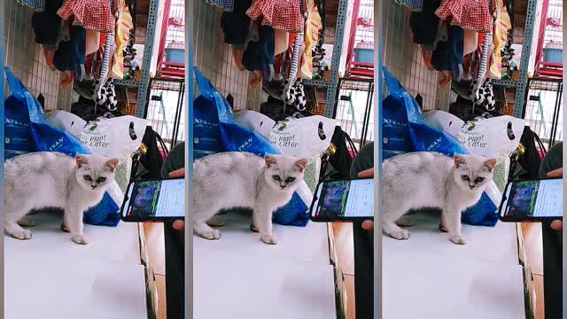 How Cat Reacts When Hearing Mouse Sounds From Phone | Viral Cat