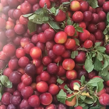 Cherry plums straight from the tree