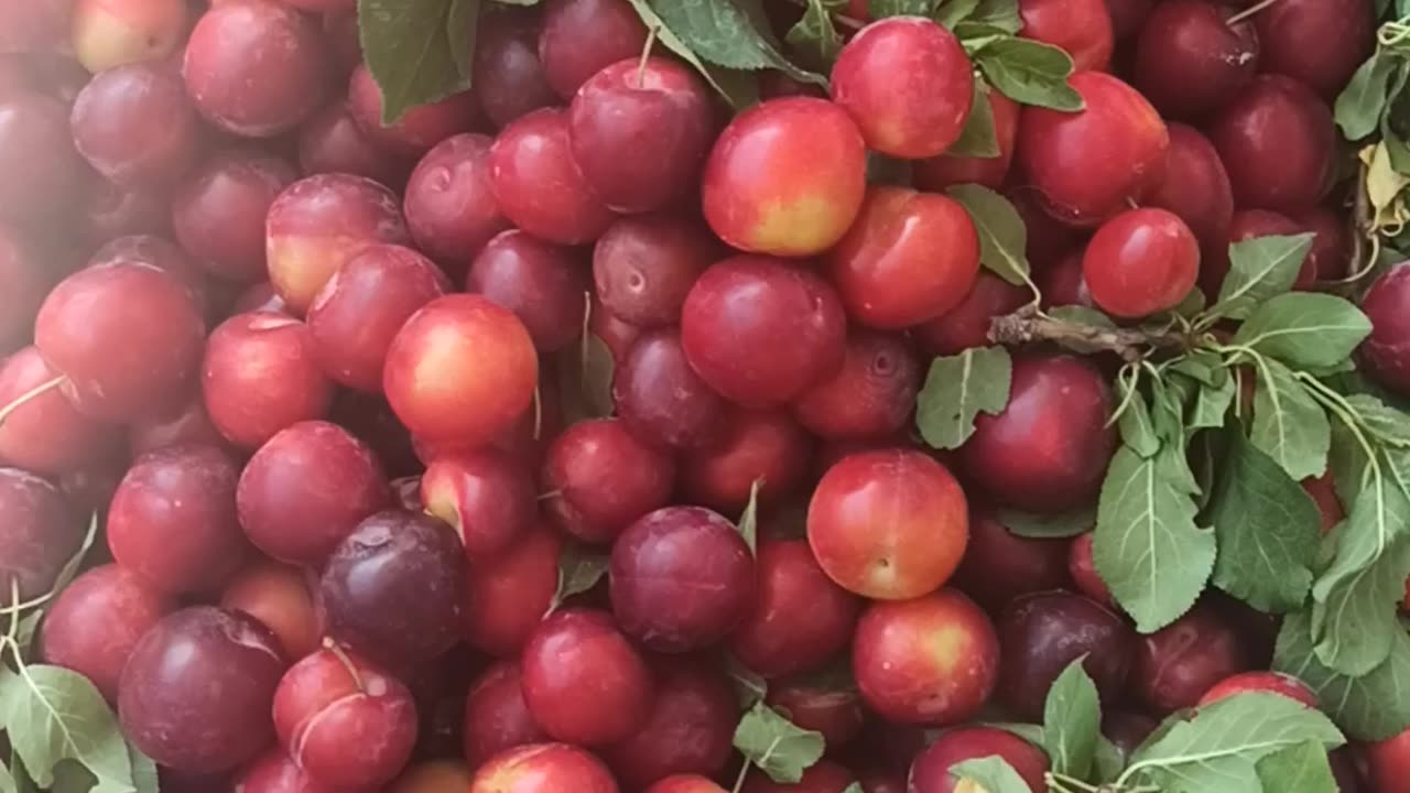 Cherry plums straight from the tree