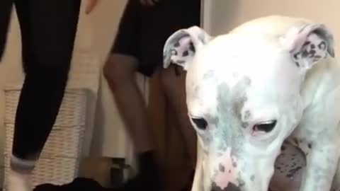 SUPER FUNNY DOG.YOU NEVER SEEN BEFORE