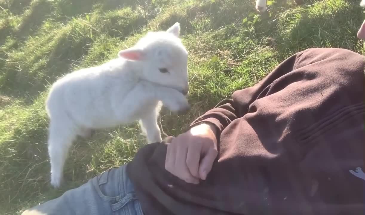 Cute Lamb Needs Attention awww