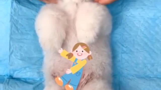 TIK TOK_Funny and Cute Pomeranian.