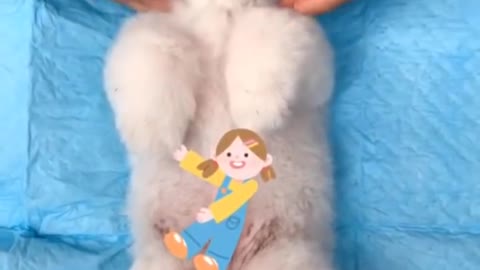 TIK TOK_Funny and Cute Pomeranian.