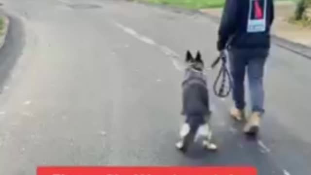 Train your dog like this