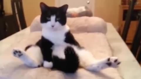 watch these cats Go crazy. Really funny and cute.