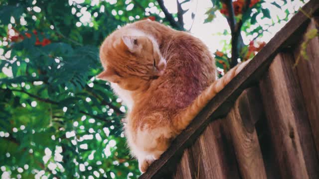 cat washing his body looking so cute 🤗🤗 adorable 🤗🤗