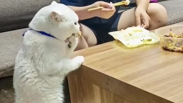 food is life 😂😂❤️❤️ | cat food | catlovers | cat of the day