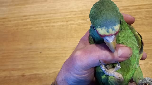 White Fronted Amazon Baby Albifron Video 2