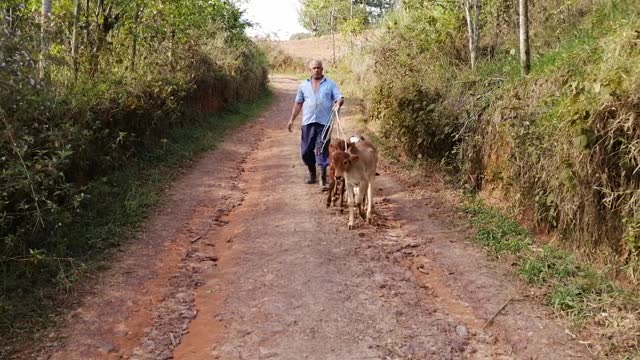 calves walking