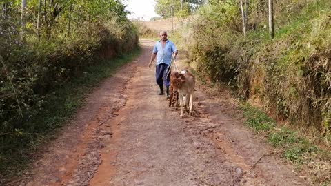 calves walking