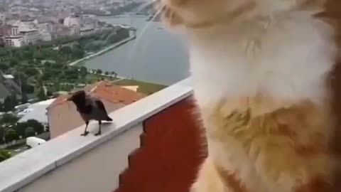 funny cat getting annoyed with the bird