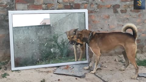 Mirror Prank Funny Dog🐕, Cow 🐄 ,Monkey 🐒Video ||