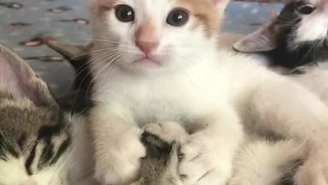 🤣 Funniest Cat 😻 - Awesome Funny Pet Animals Videos 😇 #shorts