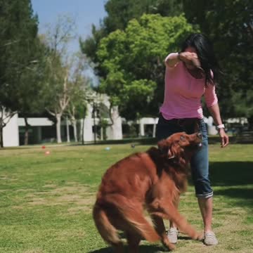 Dog paying with owner super video